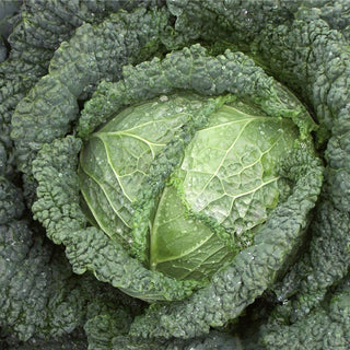 Savoy Cabbage Seedlings