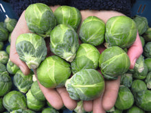 Load image into Gallery viewer, Certified Organic Brussels Sprout Seed
