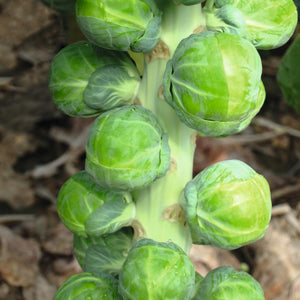 Certified Organic Brussels Sprout Seed
