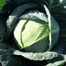 Load image into Gallery viewer, Certified Organic Cabbage Seed
