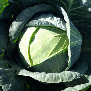 Certified Organic Cabbage Seed