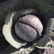 Load image into Gallery viewer, Red Cabbage Seedlings
