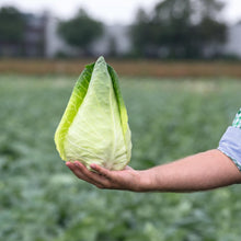 Load image into Gallery viewer, Certified Organic Pointed Headed Cabbage Seed
