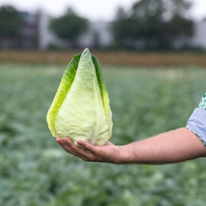 Certified Organic Pointed Headed Cabbage Seed