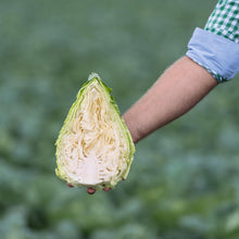 Load image into Gallery viewer, Certified Organic Pointed Headed Cabbage Seed

