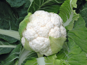 Certified Organic Cauliflower Seed