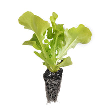 Load image into Gallery viewer, Batavia Lettuce Seedlings
