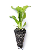 Load image into Gallery viewer, Iceberg Lettuce Seedlings - Quality Plants &amp;  Seedlings
