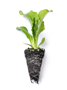 Iceberg Lettuce Seedlings - Quality Plants &  Seedlings