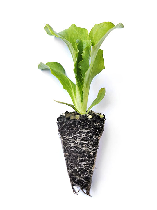 Iceberg Lettuce Seedlings - Quality Plants &  Seedlings