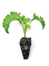 Load image into Gallery viewer, Kale Seedlings - Quality Plants &amp;  Seedlings
