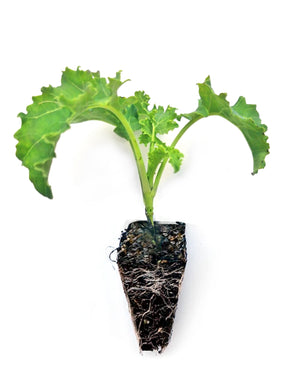 Kale Seedlings - Quality Plants &  Seedlings