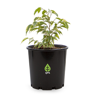 Ficus benjamina Variegata