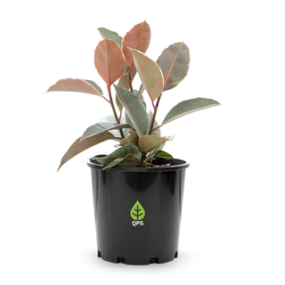 Ficus elastica Ruby