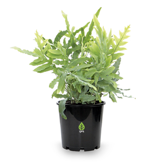 Phlebodium aureum Blue Star
