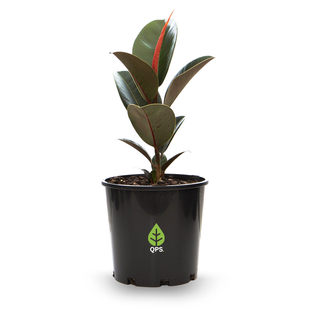 Ficus elastica Robusta