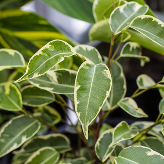 Ficus benjamina Variegata