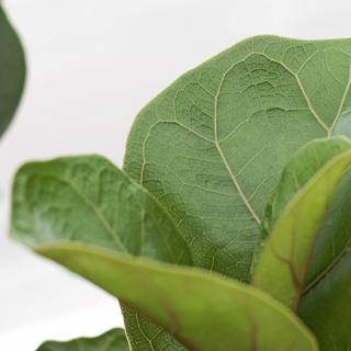 Ficus lyrata