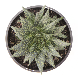 Gasteria Flow