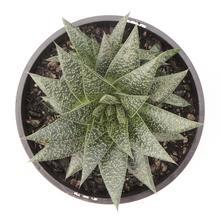 Load image into Gallery viewer, Gasteria &#39;Flow&#39;
