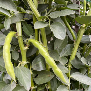 Broad Bean Seedlings
