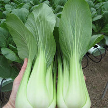 Load image into Gallery viewer, Bok Choy / Pak Choy Seedlings - Quality Plants &amp;  Seedlings
