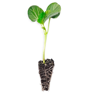 Okra Seedlings