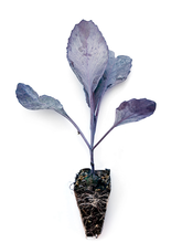 Load image into Gallery viewer, Red Cabbage Seedlings (x10) - Quick-Pick Seedlings
