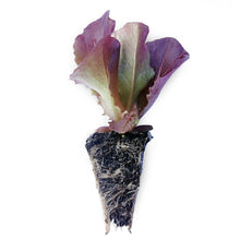 Load image into Gallery viewer, Red Butter Lettuce Seedling
