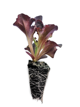 Load image into Gallery viewer, Red Oak Lettuce Seedlings
