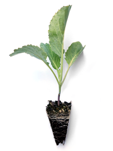 Savoy Cabbage Seedlings (x10) - Quick-Pick Seedlings
