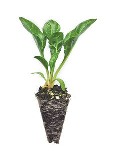 Silverbeet Seedlings - Quality Plants &  Seedlings