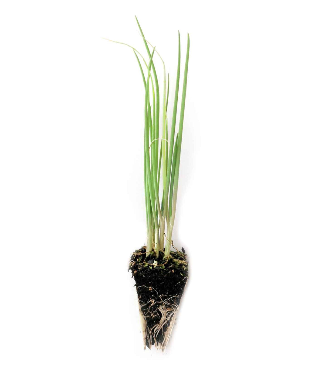 Spring Onion Seedlings (x10) - Quick-Pick Seedlings