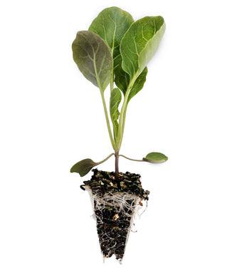 Brussel Sprout Seedlings - Quality Plants &  Seedlings