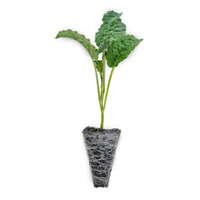 Load image into Gallery viewer, Tuscan Kale Seedlings
