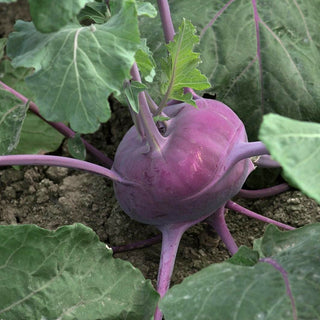 Kohlrabi (Purple Skin)