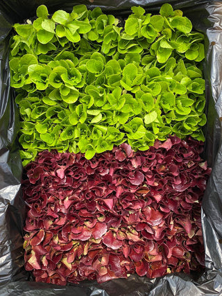 Seedling Mega Box