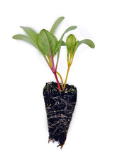 Load image into Gallery viewer, Silverbeet Seedlings (Coloured) - Grow At Home Range - Quality Plants &amp; Seedlings
