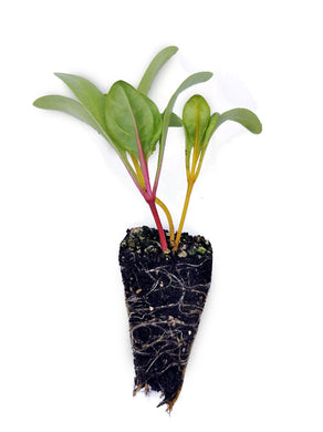 Silverbeet Seedlings (Coloured) - Grow At Home Range - Quality Plants & Seedlings