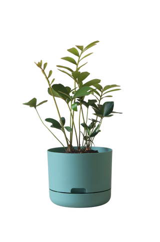 Designer Plant Pot
