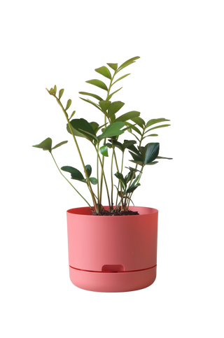 Designer Plant Pot