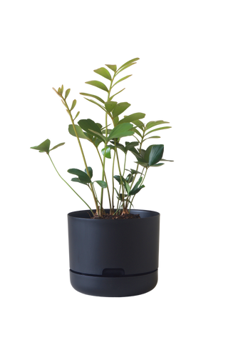 Designer Plant Pot