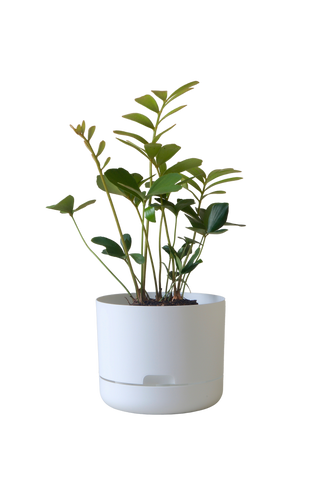 Designer Plant Pot