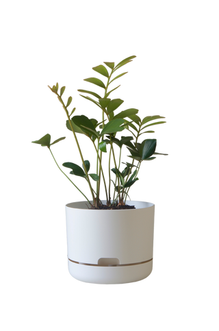 Designer Plant Pot