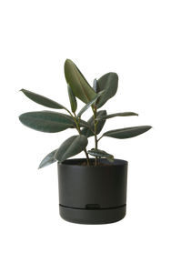 Designer Plant Pot