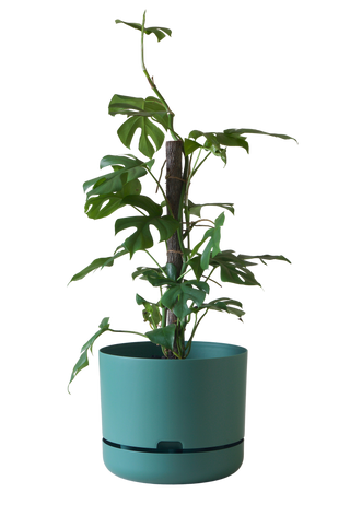 Designer Plant Pot