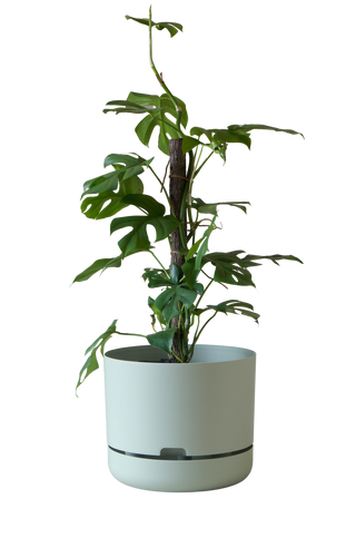 Designer Plant Pot