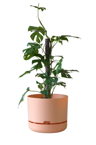 Designer Plant Pot