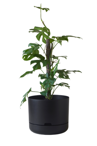 Designer Plant Pot
