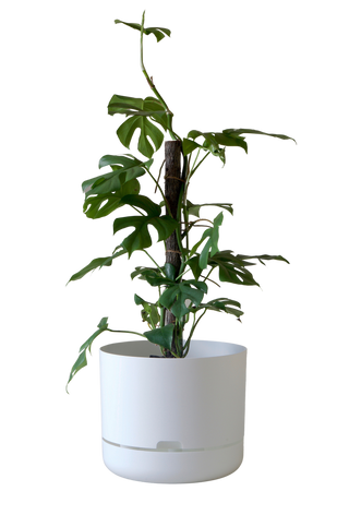 Designer Plant Pot